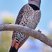Northern Flicker